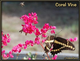 Wildflowers Image 15