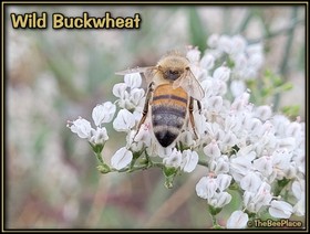 Wildflowers Image 18