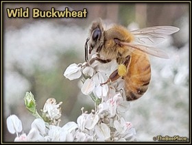 Wildflowers Image 19