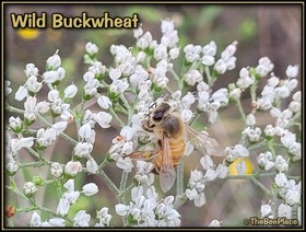 Wildflowers Image 20