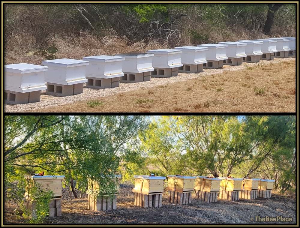 Beehives in full sun compared to beehives in partial shade under trees