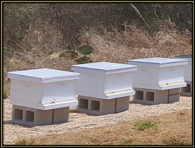 Beehives On Concrete Block Stands