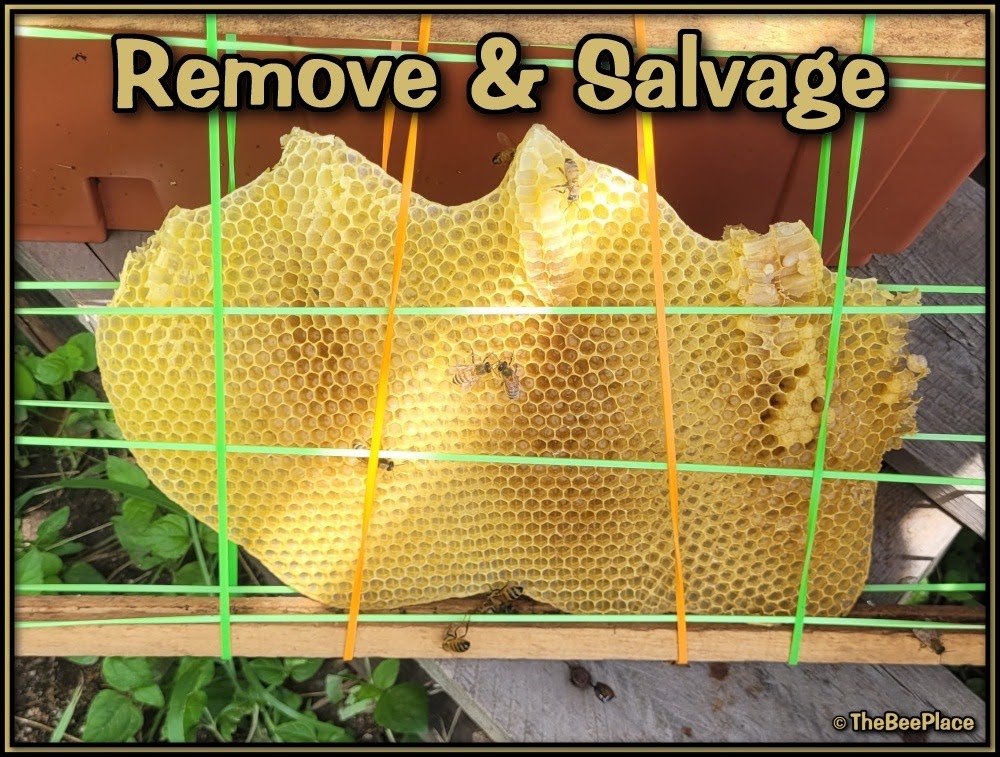 Natural brood comb secured inside an empty frame using rubber bands