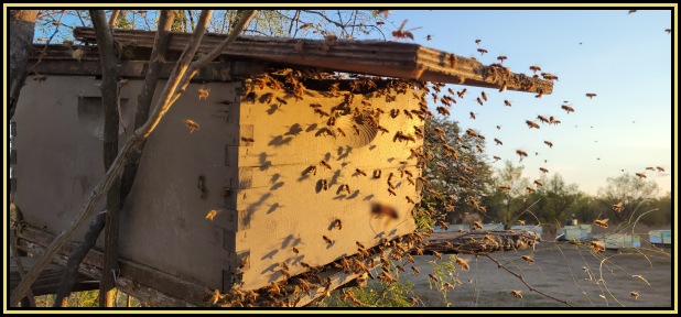 Honey Bees Feeding At Large Open Feeder At Sunset In Apiary