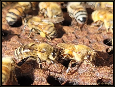 Keeping Bees Healthy