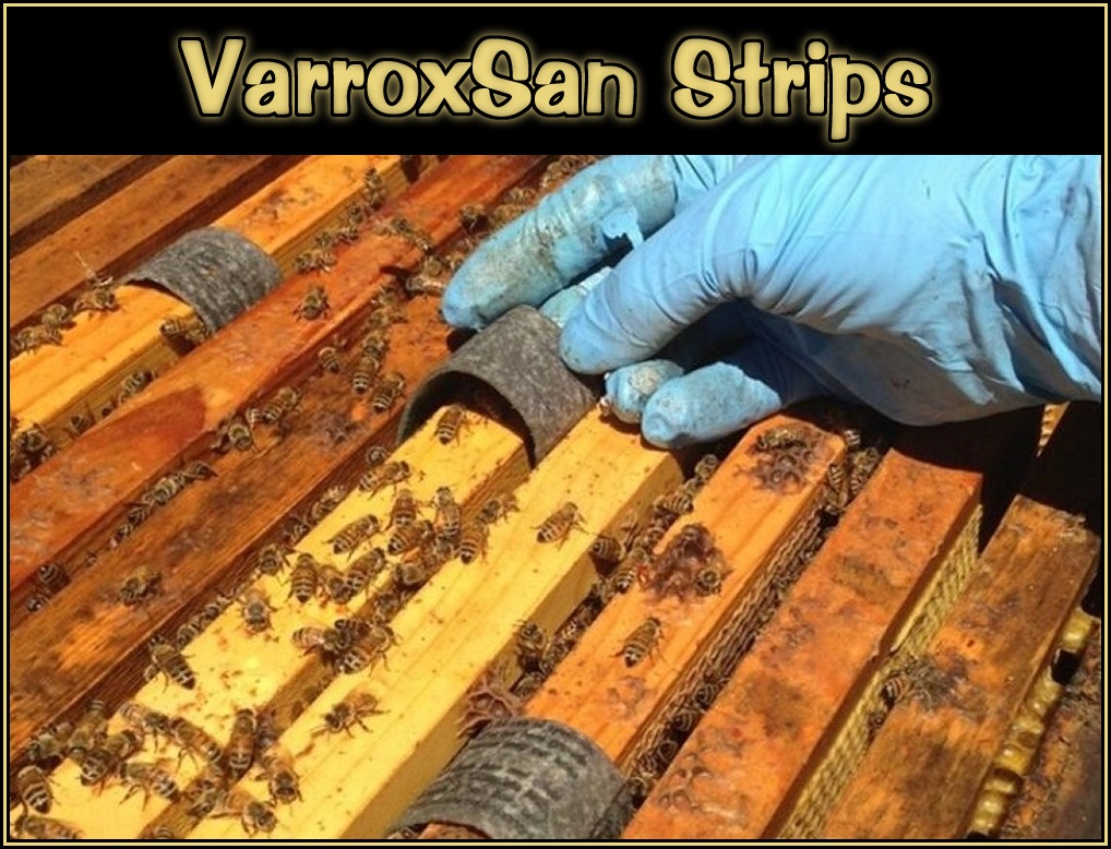 Bee Health And Queen Questions 03