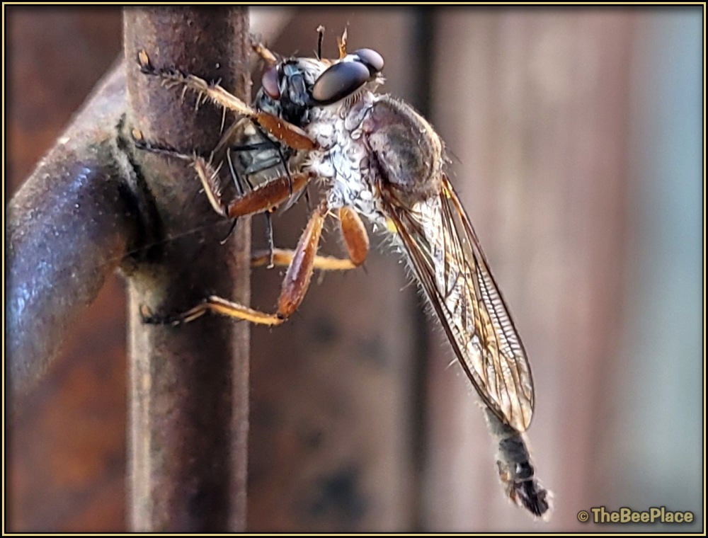 Pests And Problems 01