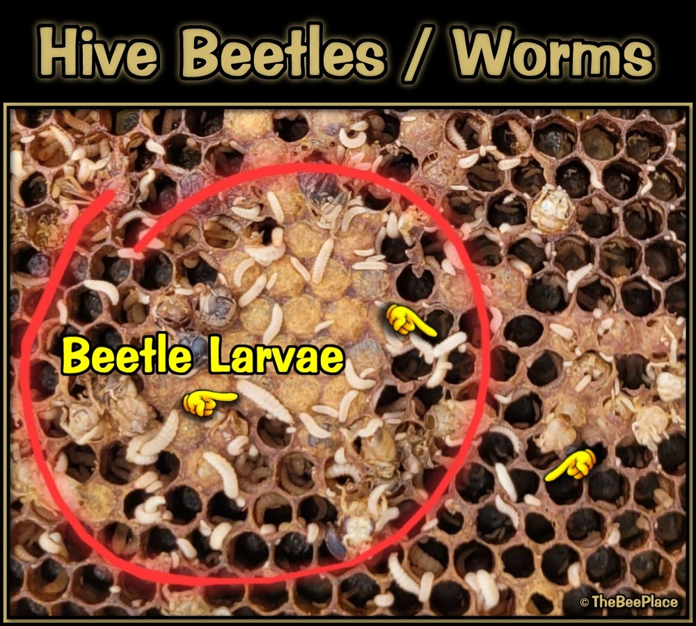 Small Hive Beetles 01