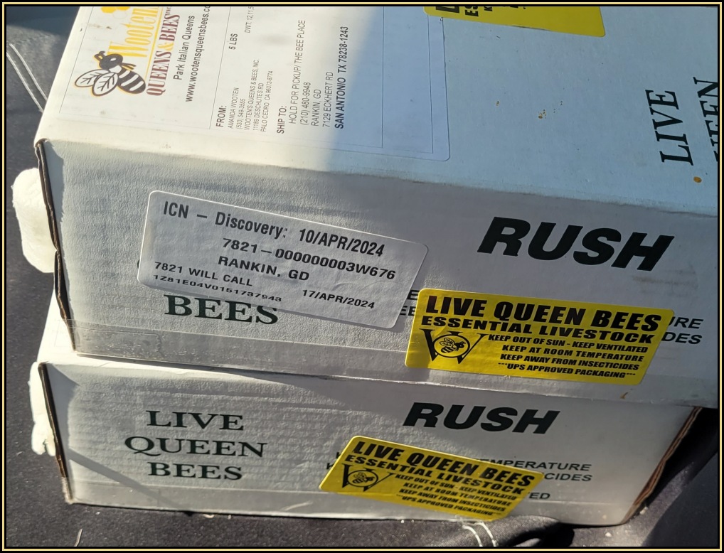 Queen Maintenance 02