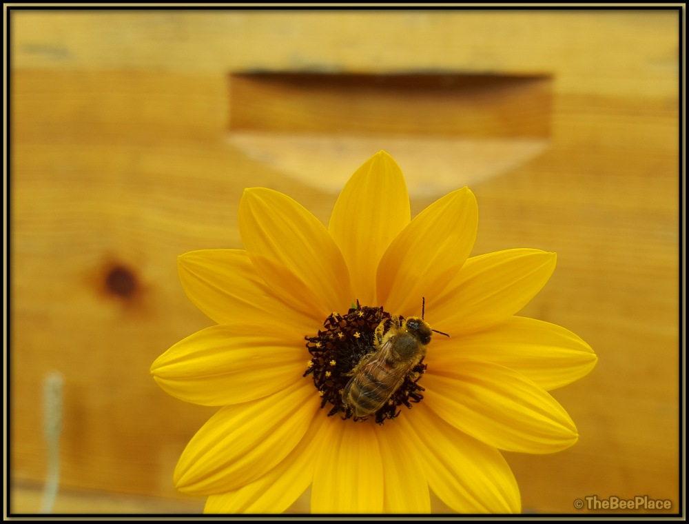 Bee Behavior 04