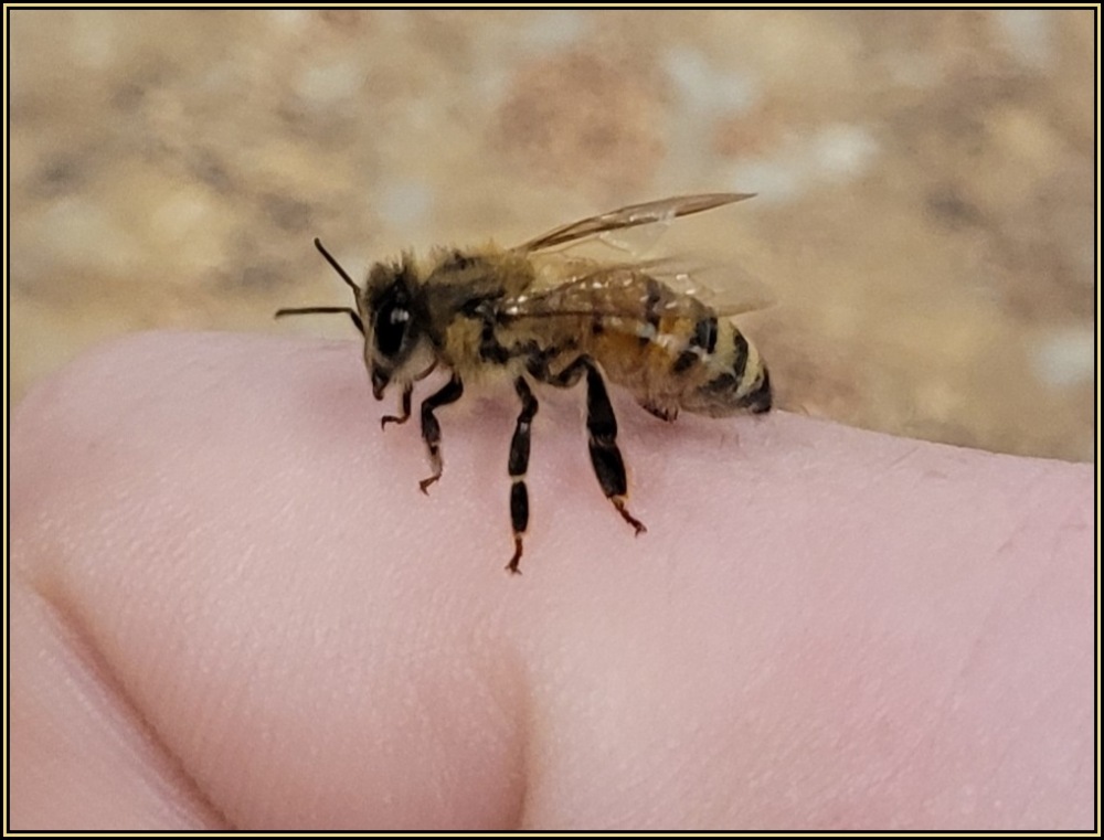 Bee Behavior 07
