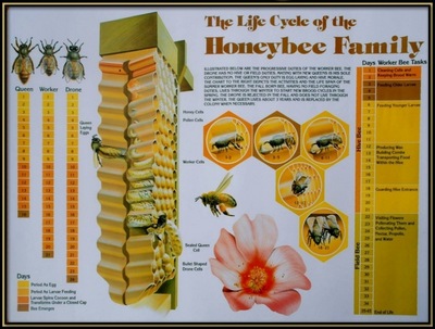 Bee Biology