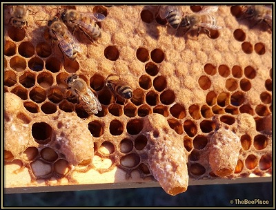 About the Queen Cells