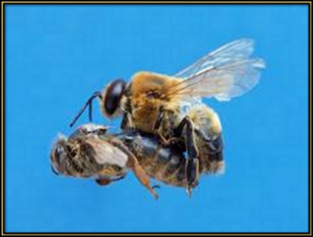 Mating Flights