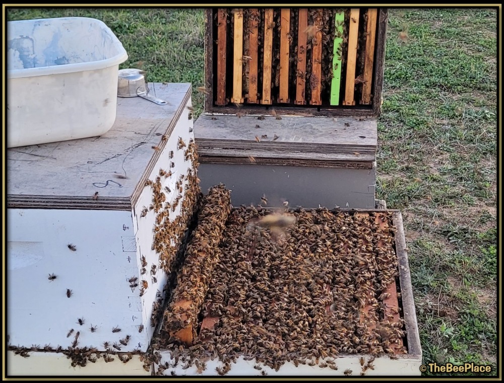 Checking For Mites 03