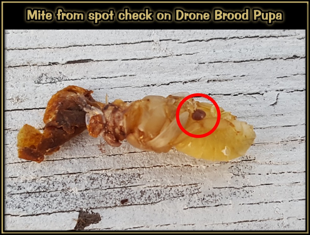 Checking For Mites 05