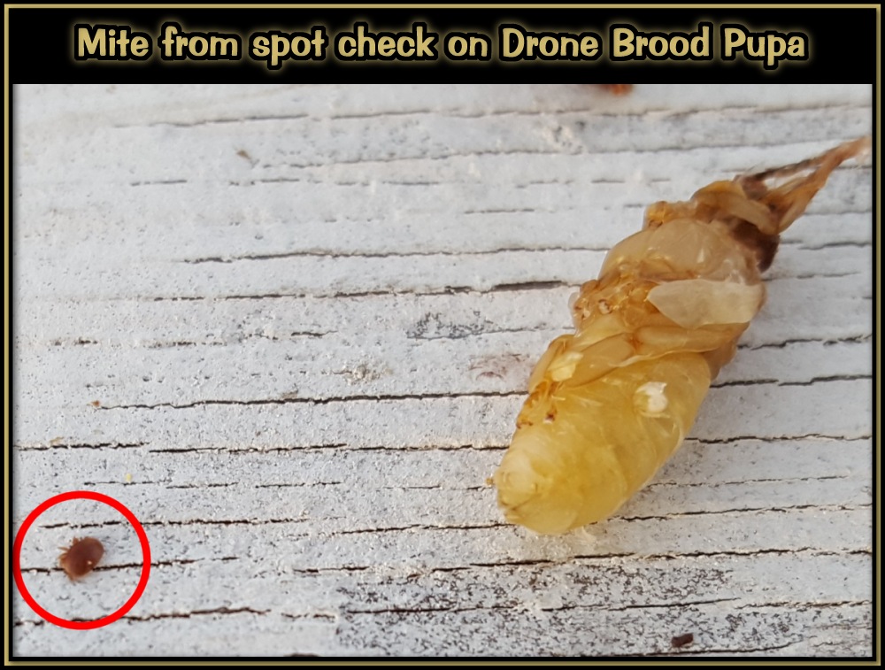 Checking For Mites 06