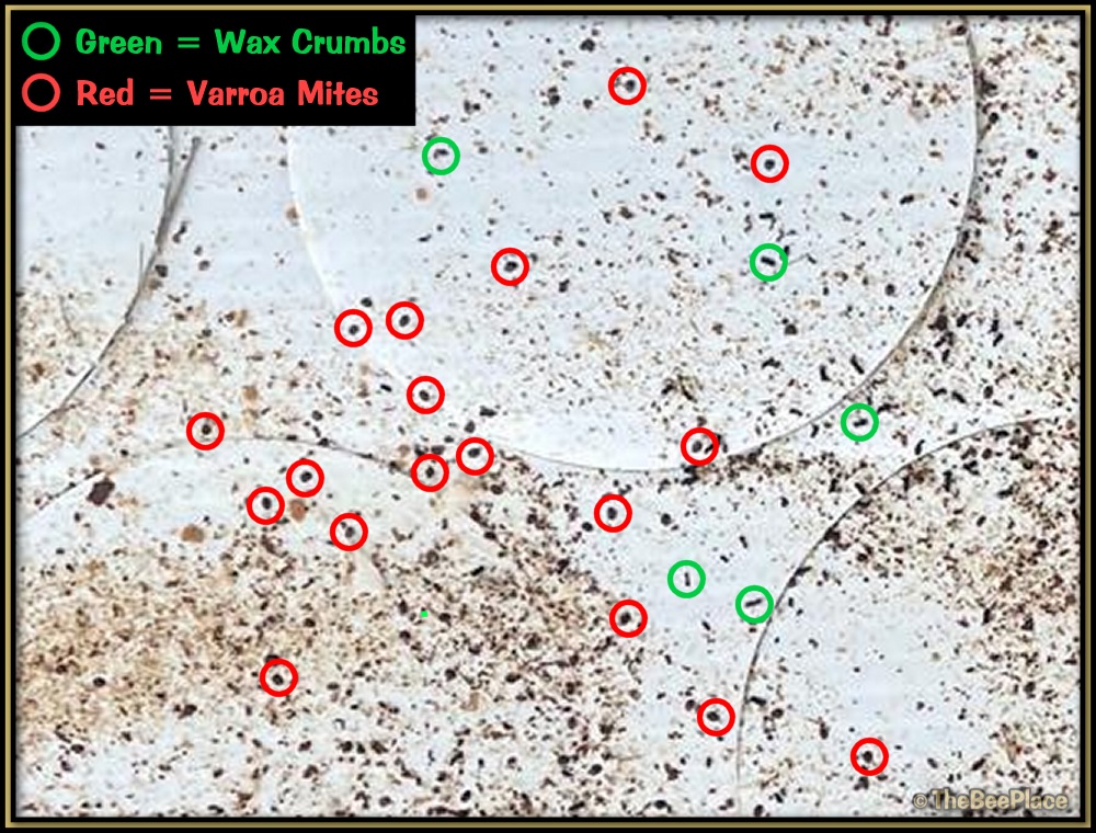 Checking For Mites 09