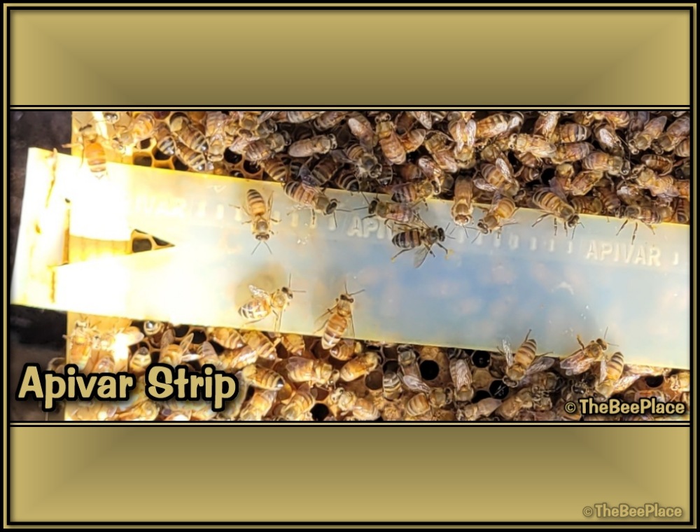 Treating For Mites 02