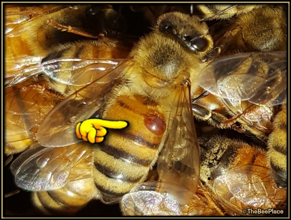 Varroa Behavior 02