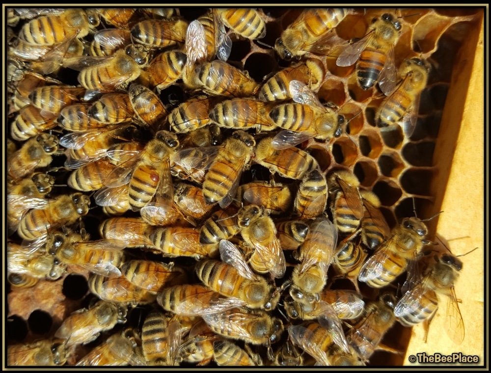 Varroa Behavior 04