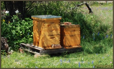 Hive Anatomy