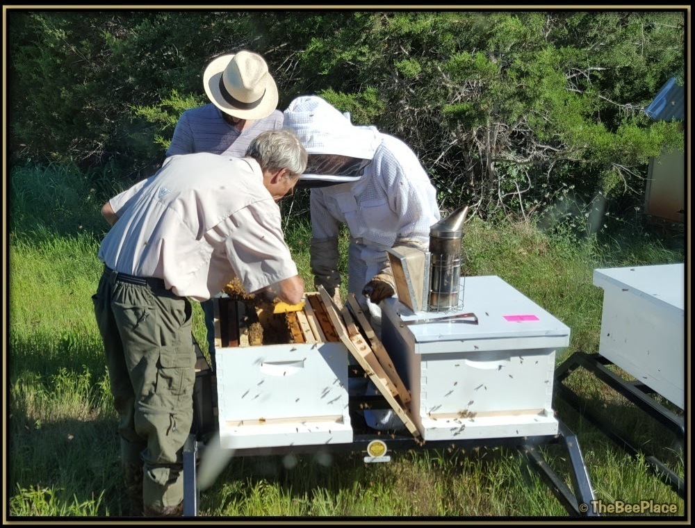 3 beekeepers inspecting a bee hive with a smoker