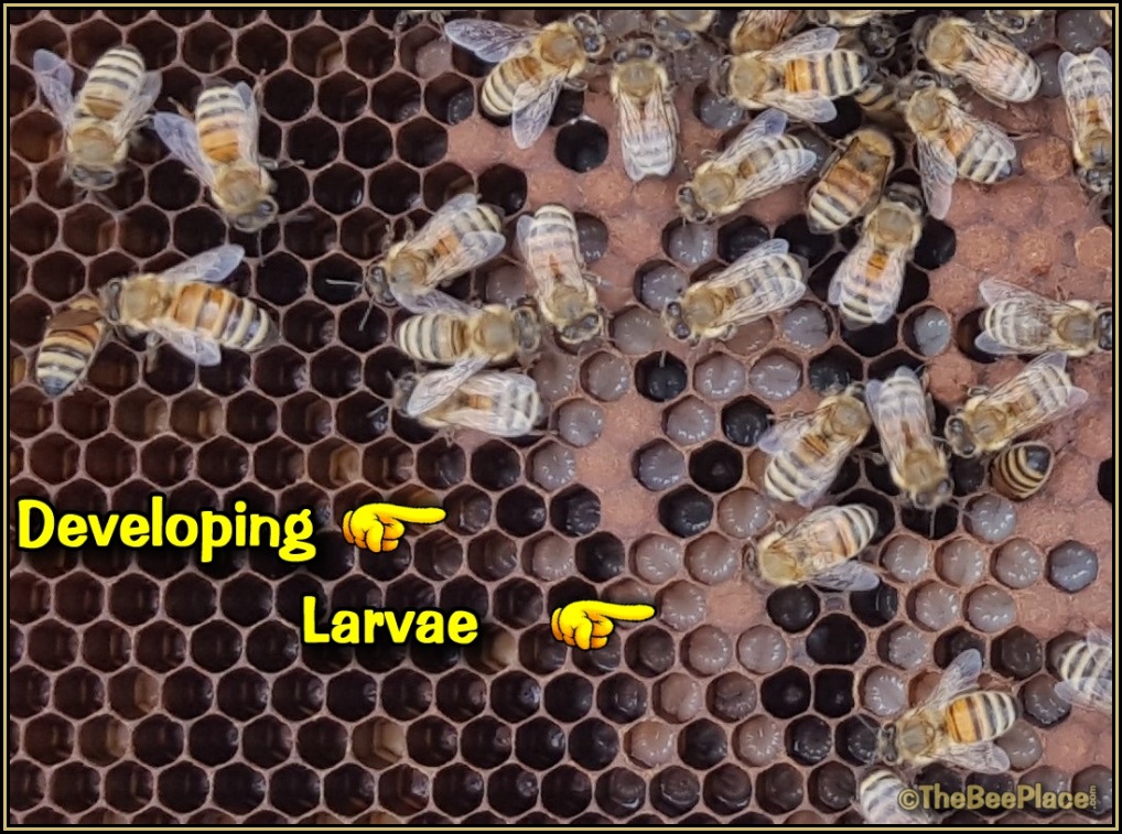 Hive Inspections 03