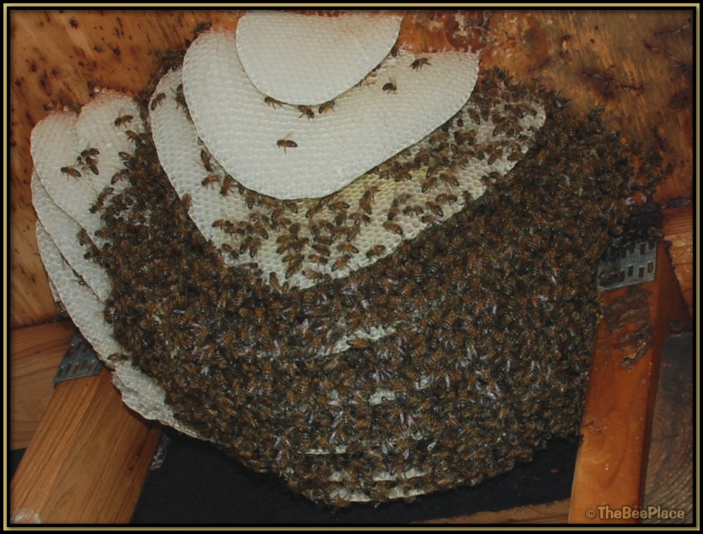 About Africanized Bees 02