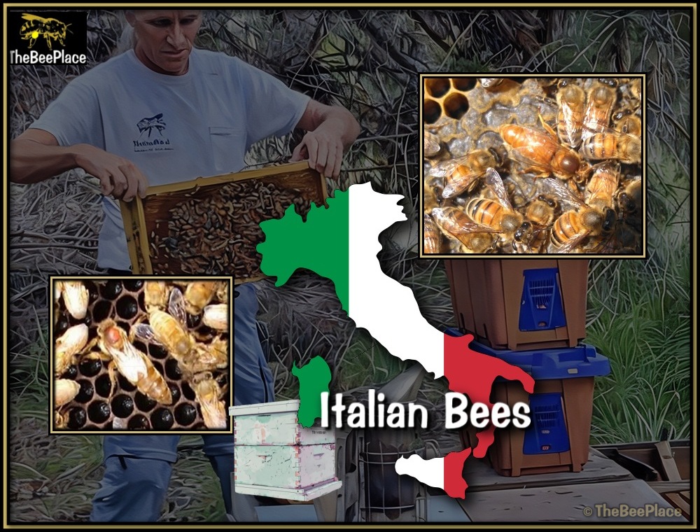 Italian Bees 02