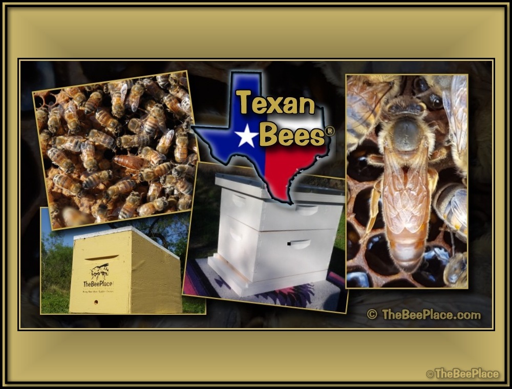 Texan Bees 01