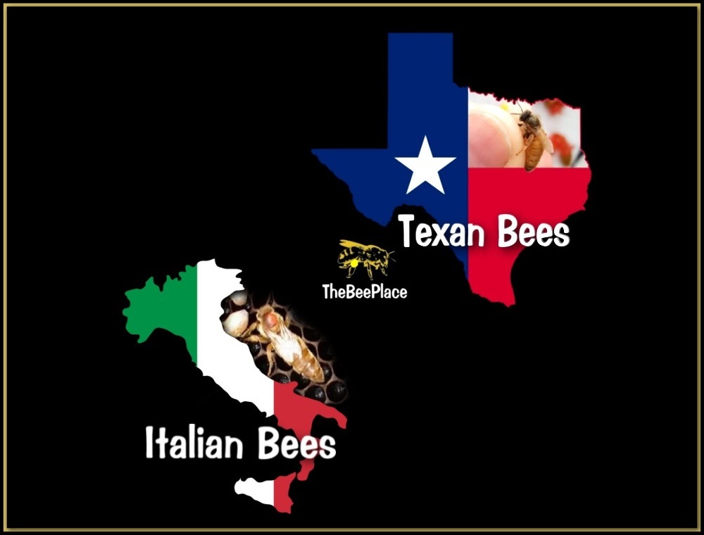 Types Of Bees