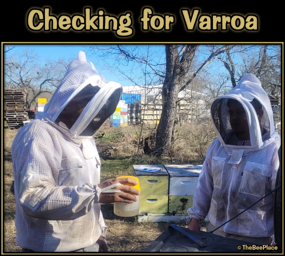 Checking For Mites 02