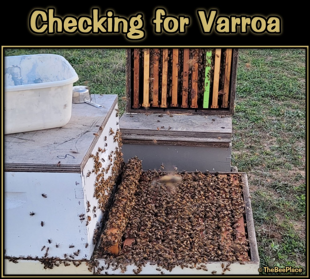 Checking For Mites 03